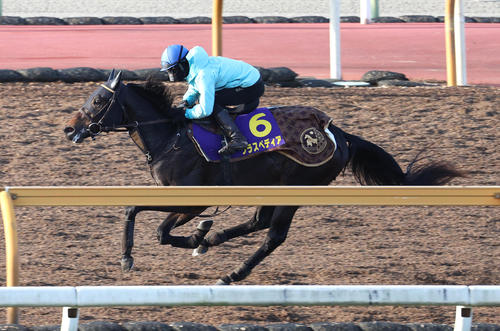 小崎騎手を背にCウッドを3頭併せで追い切るクラスペディア（撮影・白石智彦）