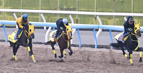 美浦ウッドを3頭併せて追い切るニタモノドウシ(中央)(撮影・千葉一成)