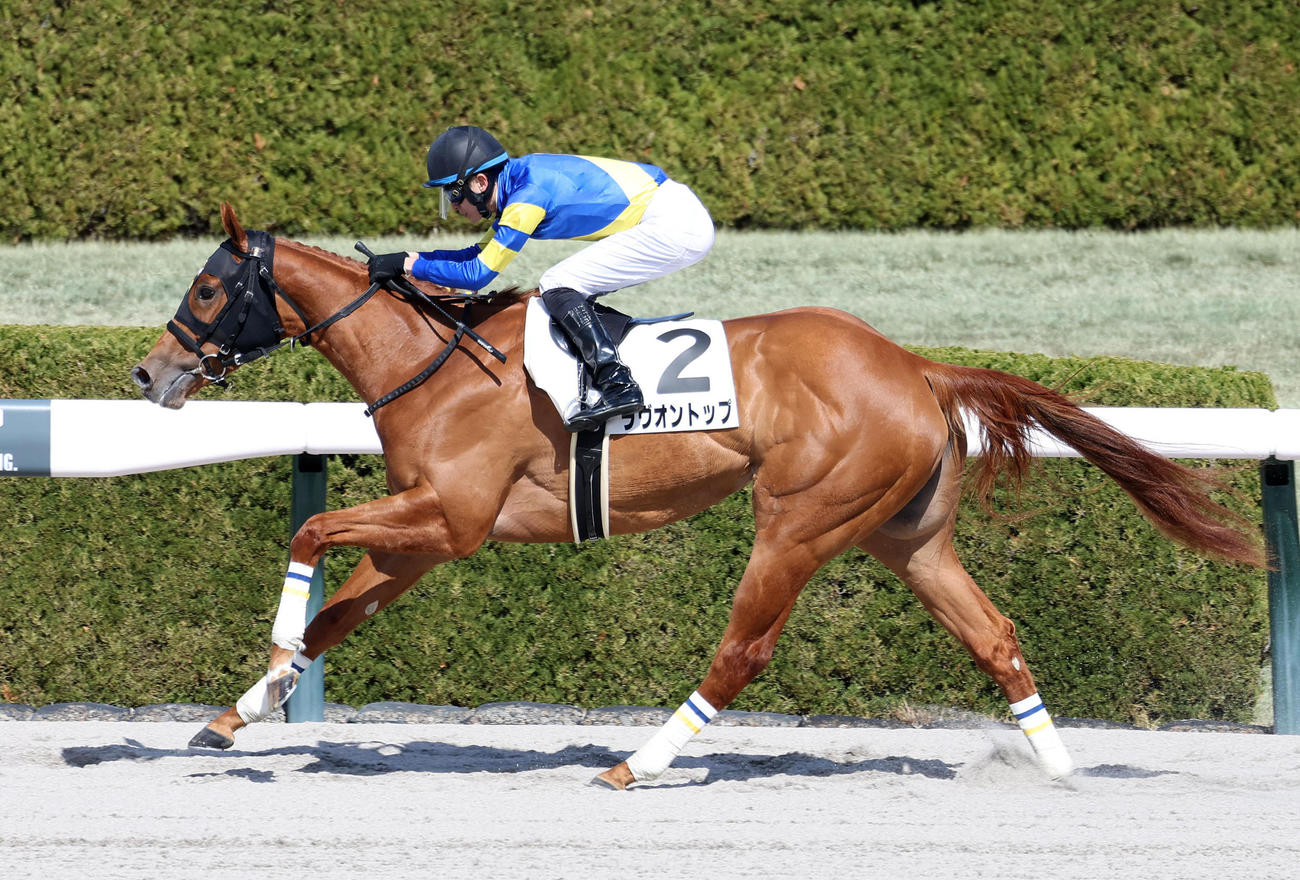 3月3日阪神5R3歳1勝クラスを制したラヴオントップ