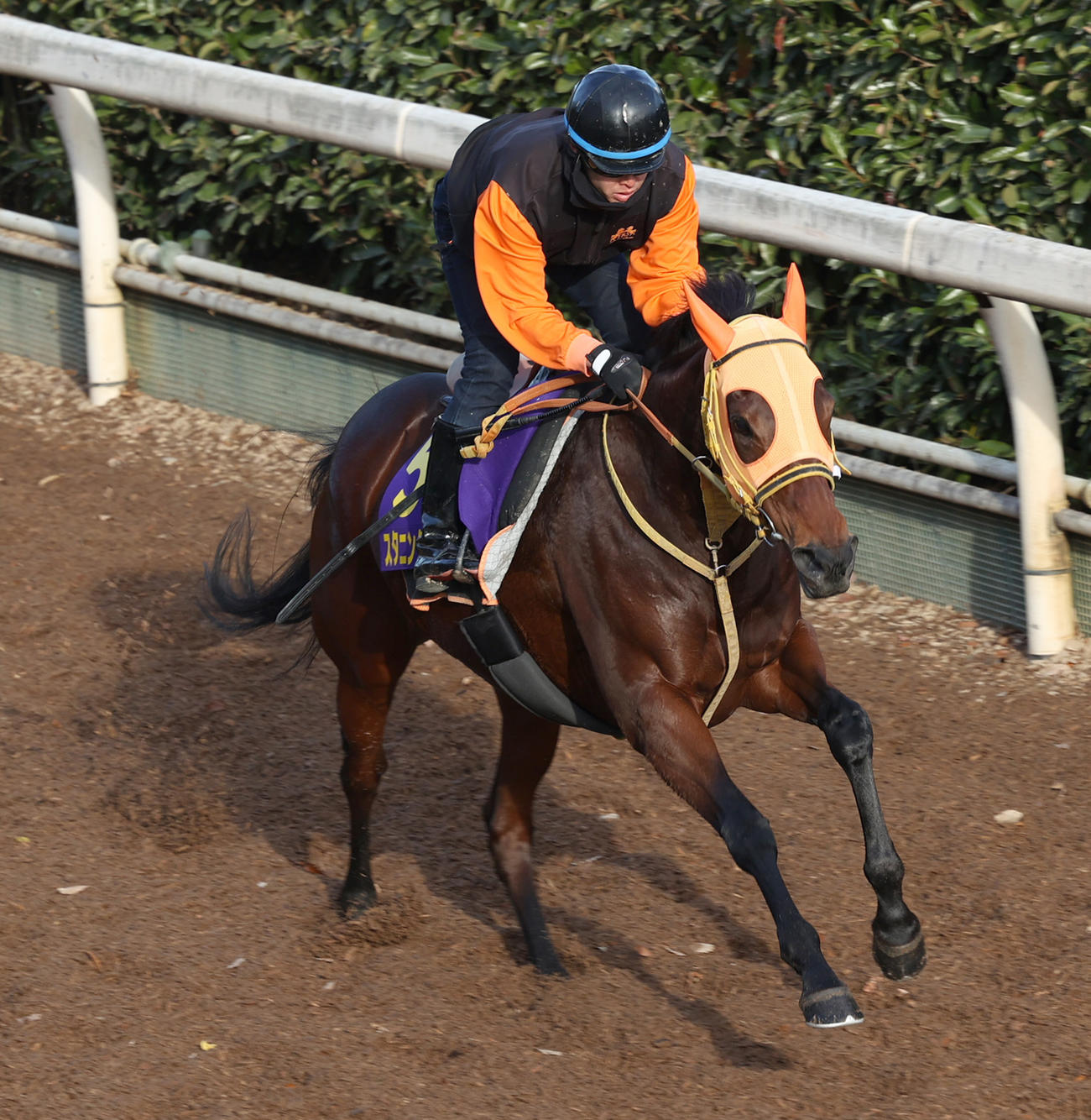 18日、坂路で追い切るスタニングローズ