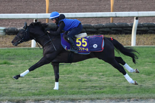 18日、芝コースで追い切られたシャフリヤール