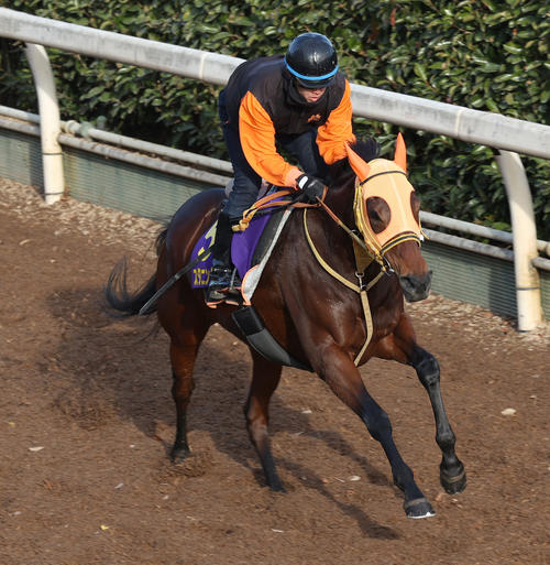 18日、坂路で追い切るスタニングローズ