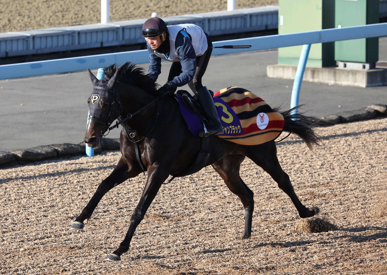 ピコチャンブラックは美浦ウッドを単走で追い切られた（撮影・丹羽敏通）