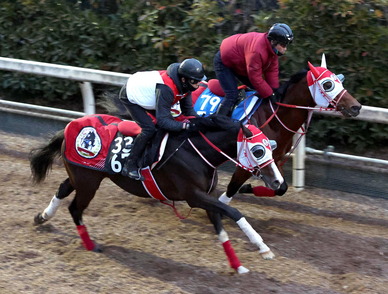 坂路を併せ馬で追い切るタイセイカレント（左）（撮影・白石智彦）