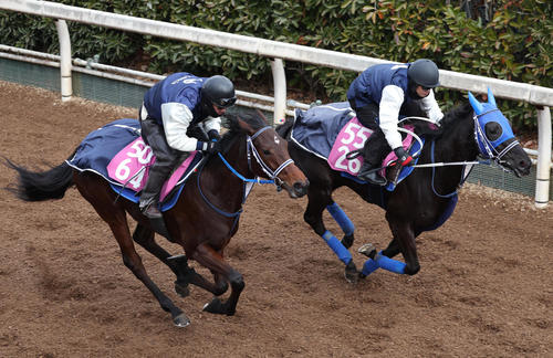 坂路を併せ馬で追い切るウォーターガーベラ(左)(撮影・白石智彦)