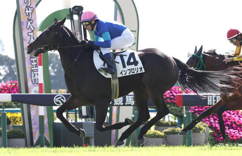 24年11月3日京都4Rの新馬戦を制したインブロリオ