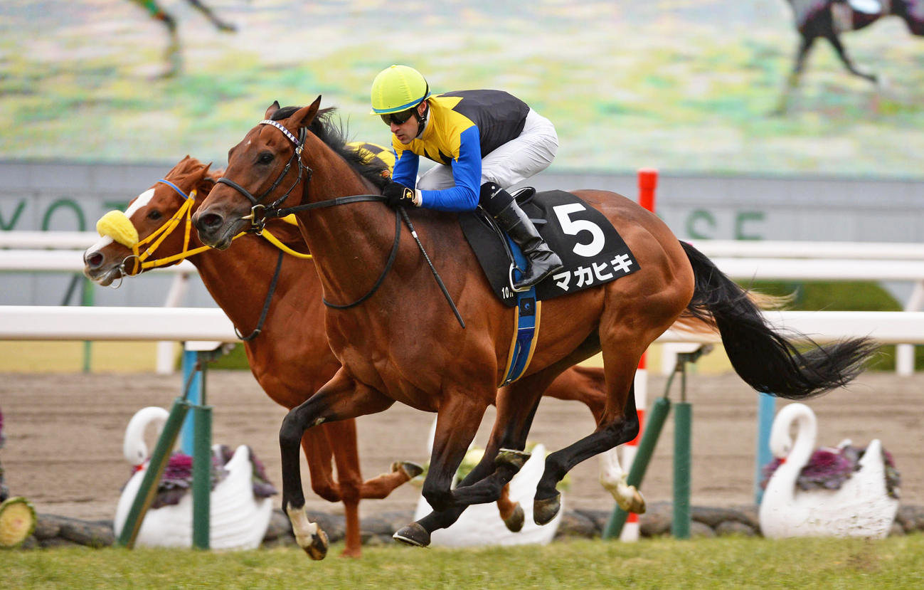16年若駒Sを制したマカヒキ