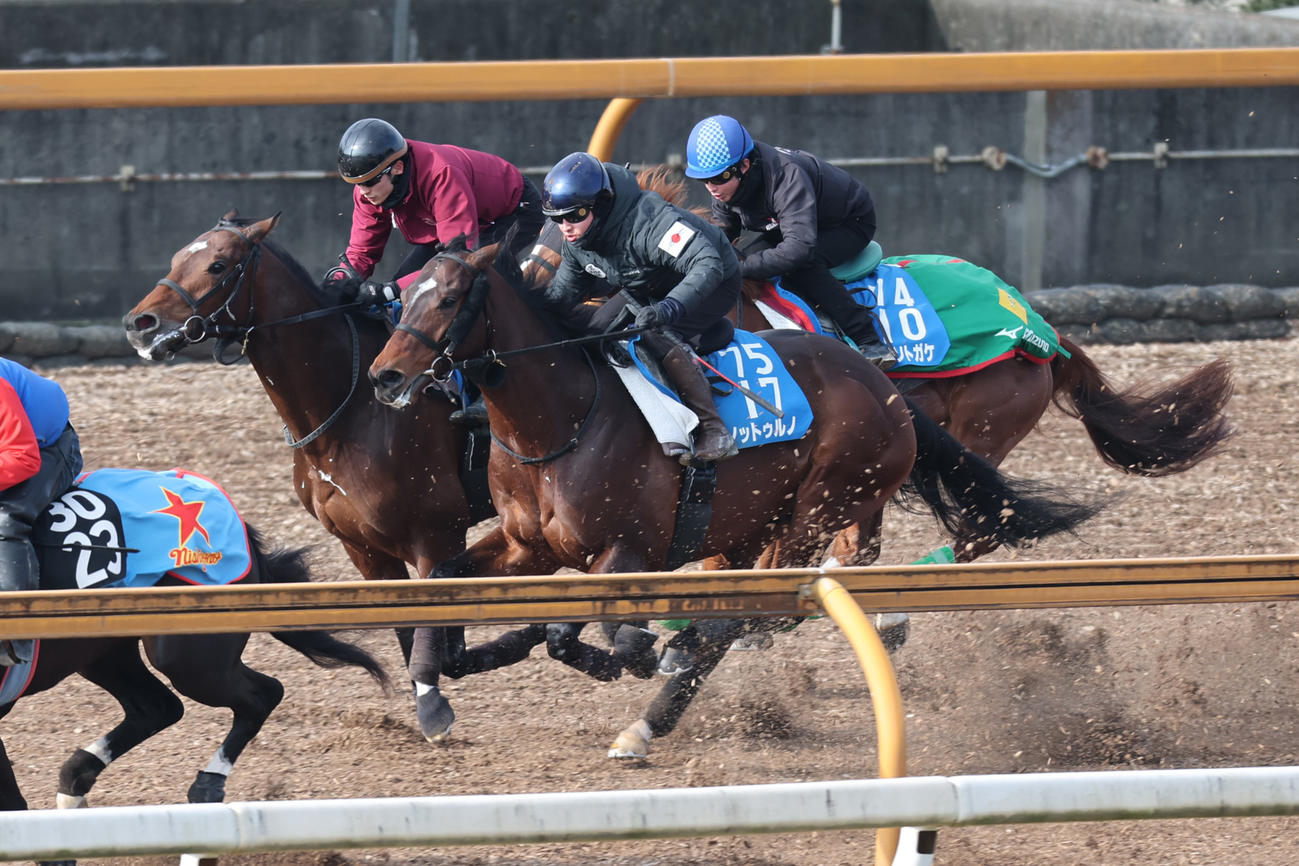 坂井騎手が騎乗し、ノットゥルノ（中）、デルマソトガケ（右）と併せて追い切られたサンライズジパング