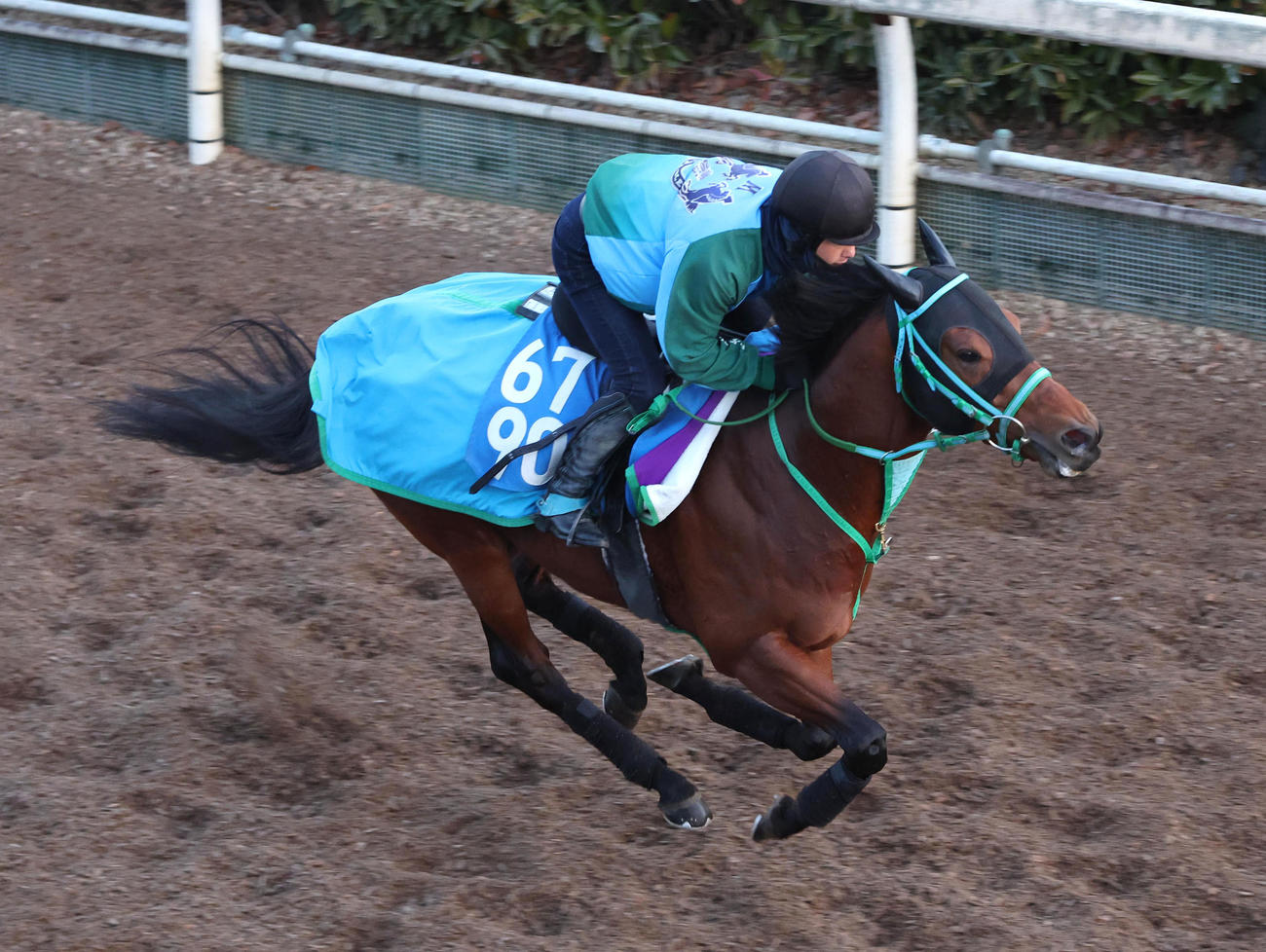 坂路を単走で追い切るカズペトシーン（撮影・白石智彦）