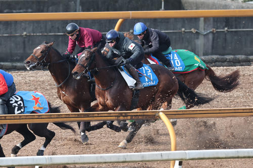 坂井騎手が騎乗し、ノットゥルノ(中)、デルマソトガケ(右)と併せて追い切られたサンライズジパング