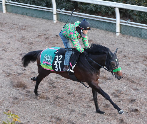 坂路を単走で追い切るサトノシャイニング（撮影・白石智彦）
