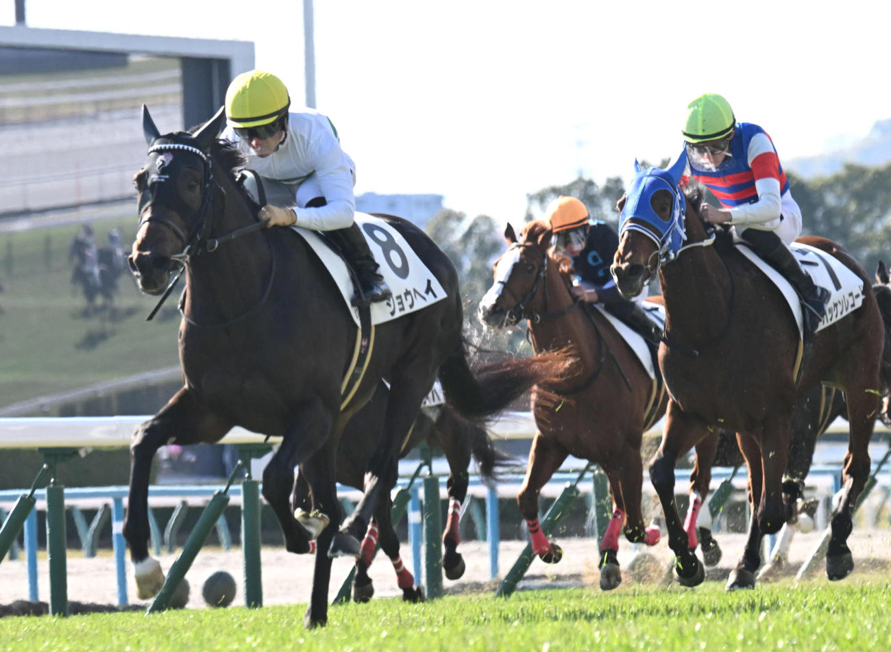 24年12月15日、京都4Rの2歳未勝利戦を制したショウヘイ