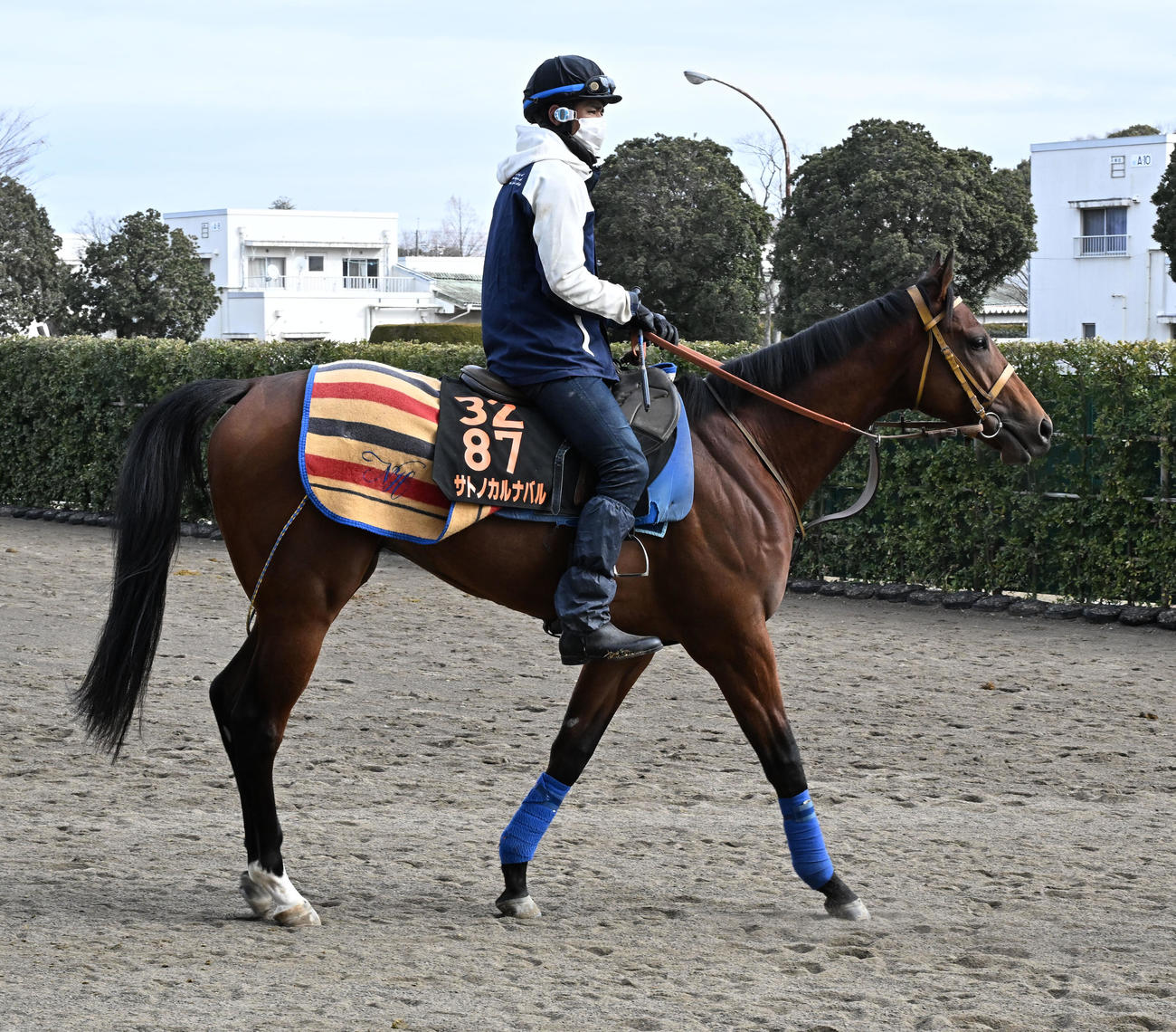 12日、馬場に向かうサトノカルナバル