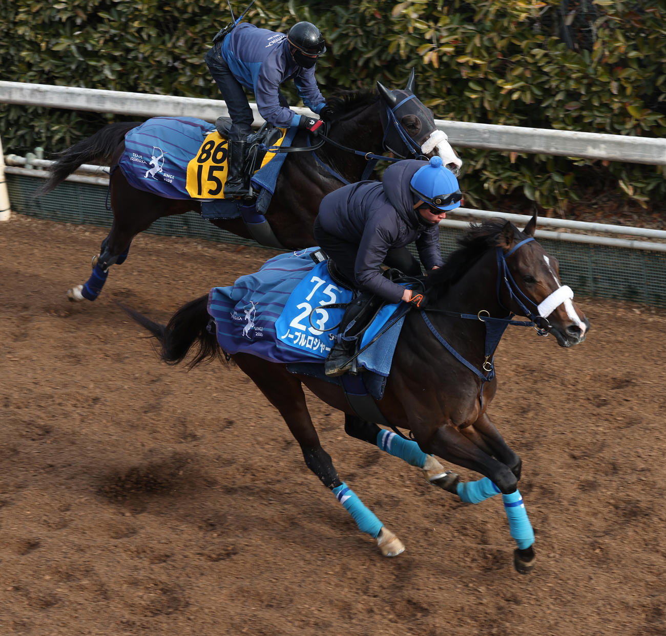 12日、併せ馬で追い切るノーブルロジャー（手前）
