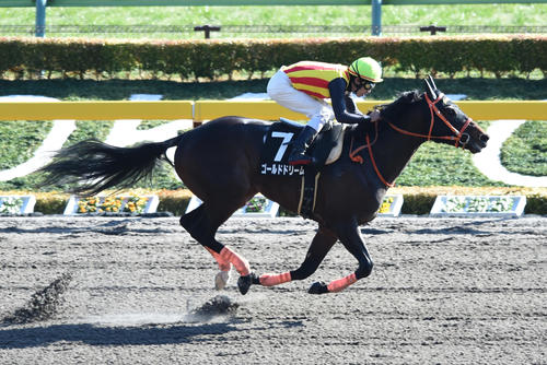 16年ヒヤシンスSを制したゴールドドリーム