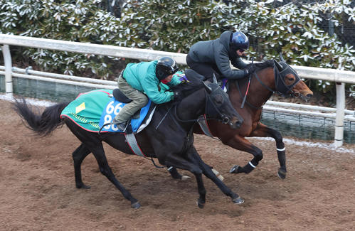 鮫島駿騎手を背に坂路をウナギノボリ（右）と併せ馬で追い切るサンデーファンデー（撮影・白石智彦）