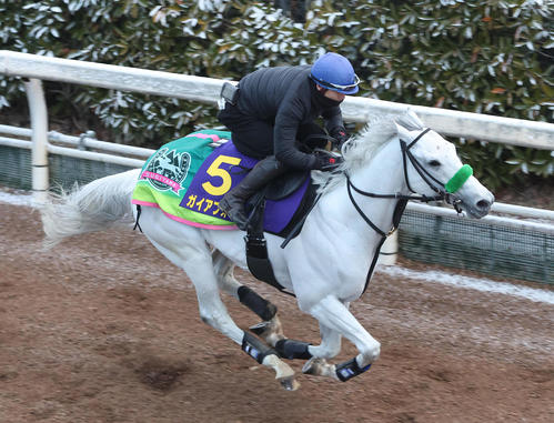 19日、長岡騎手を背に坂路を単走で追い切るガイアフォース