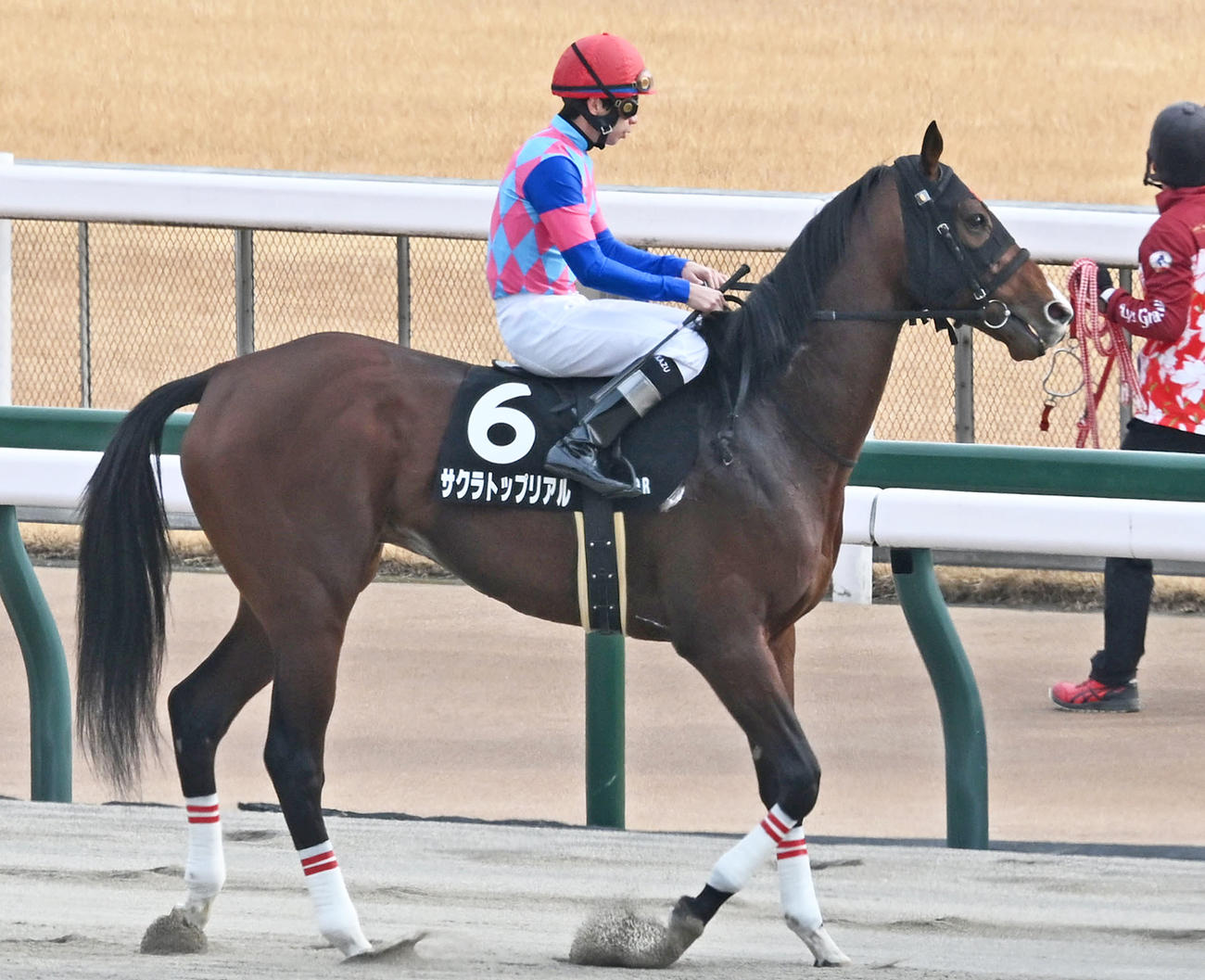 1日、白嶺S2着のサクラトップリアル
