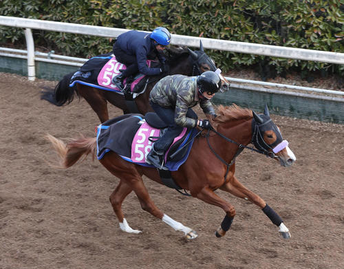 坂路を併せ馬で追い切るクリノメイ(右)(撮影・白石智彦)