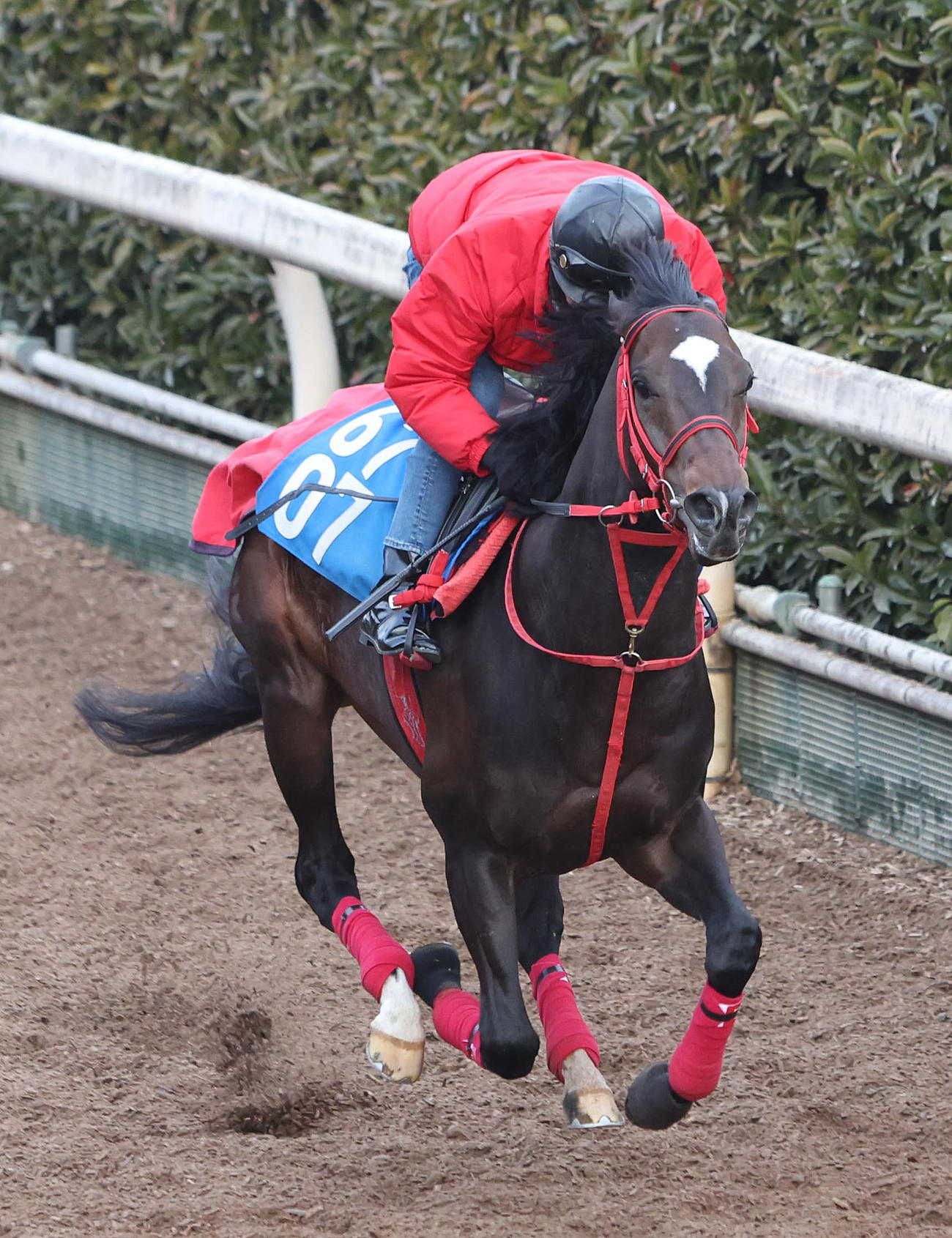 26日、坂路を単走で追い切るエコロヴァルツ