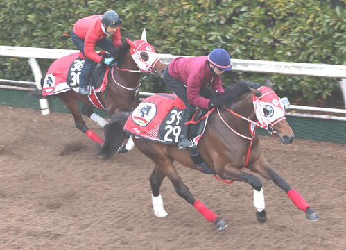 坂路で併せ馬で追い切るジュタ(右)