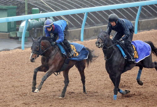 マイネルゼウス（左）は津村騎手を背に美浦ウッドを併せ馬で追い切られた