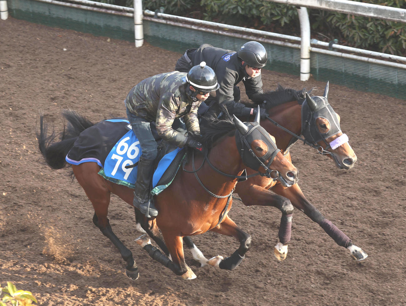 坂路を併せ馬で追い切るヴェローチェエラ（左）（撮影・白石智彦）