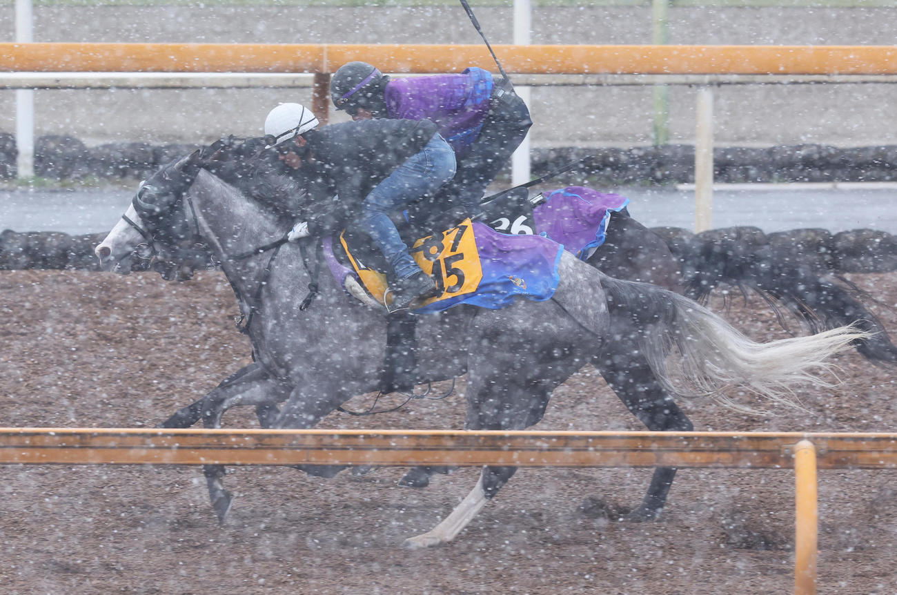 Cウッドで併せ馬で追い切るゴールデンスナップ（手前）