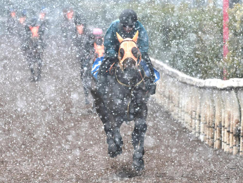 吹雪く坂路で速い時計を出したショウナンラプンタ