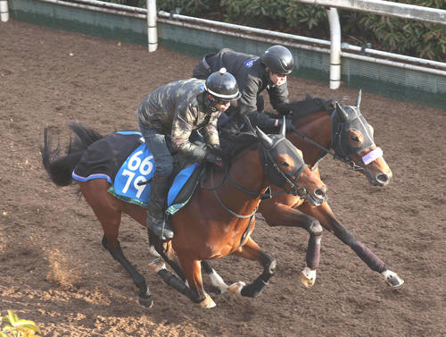 坂路を併せ馬で追い切るヴェローチェエラ(左)(撮影・白石智彦)