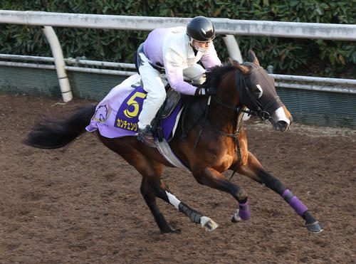 坂路で追い切るカンチェンジュンガ