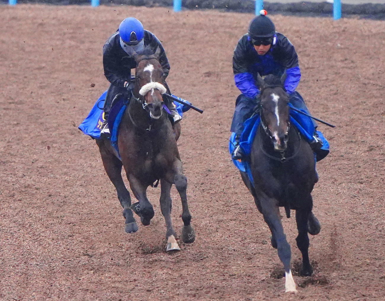 シックスペンス（左）は横山武騎手を背に美浦ウッドでサトノトルネードと併せて追い切られた