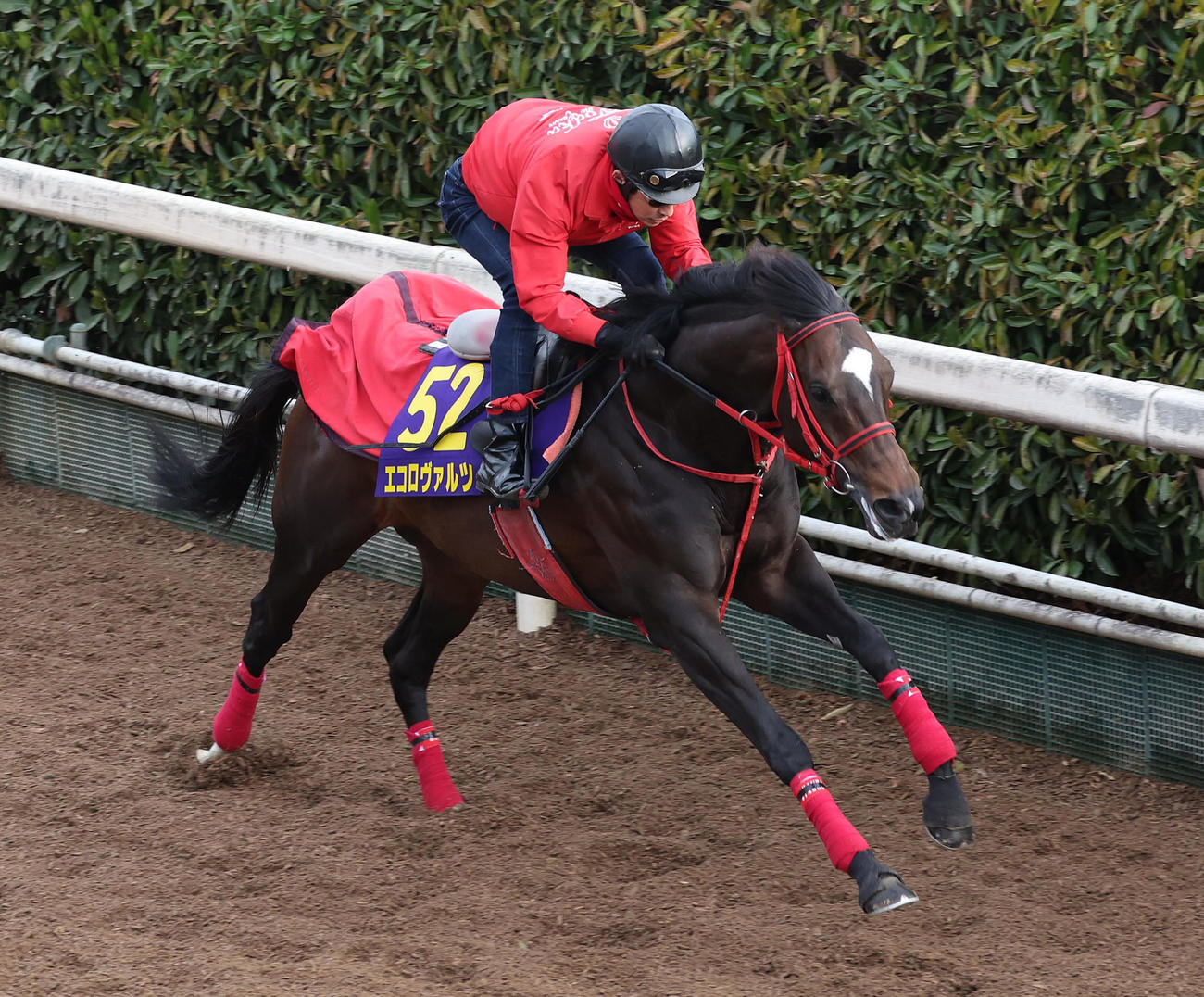 坂路を単走で追い切るエコロヴァルツ