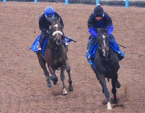 シックスペンス(左)は横山武騎手を背に美浦ウッドでサトノトルネードと併せて追い切られた