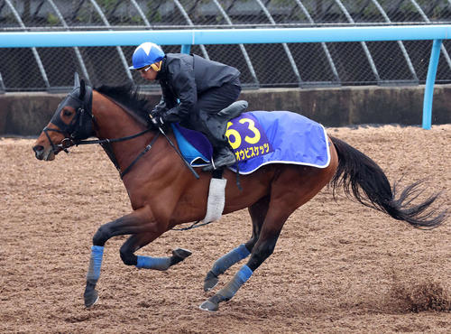 ホウオウビスケッツは岩田康騎手を背に美浦ウッドで追い切られた