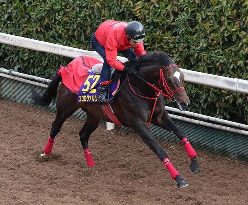 坂路を単走で追い切るエコロヴァルツ