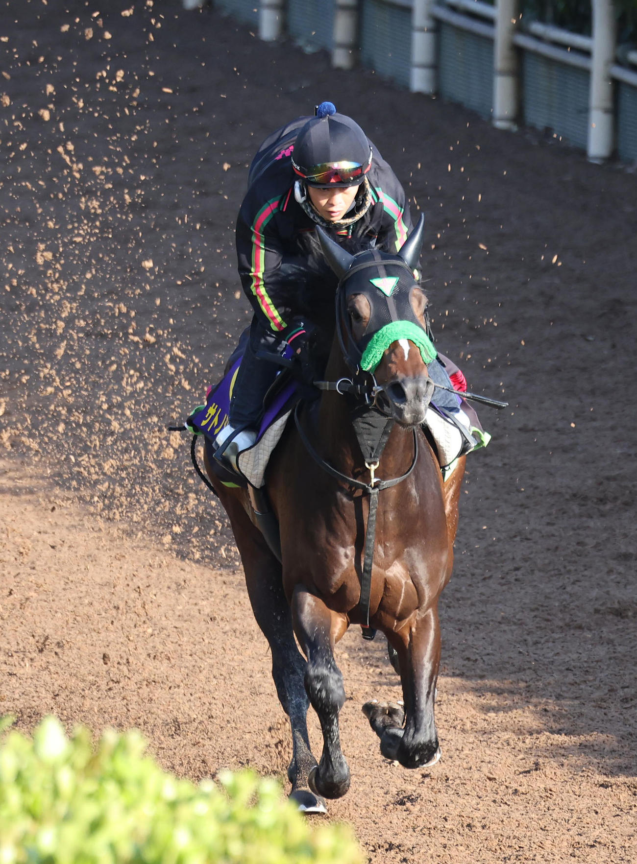 坂路を単走で追い切るサトノシャイニング（撮影・白石智彦）