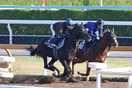 北村友一騎手が騎乗し、Cウッドを併せ馬で追い切られたクロワデュノール(左)