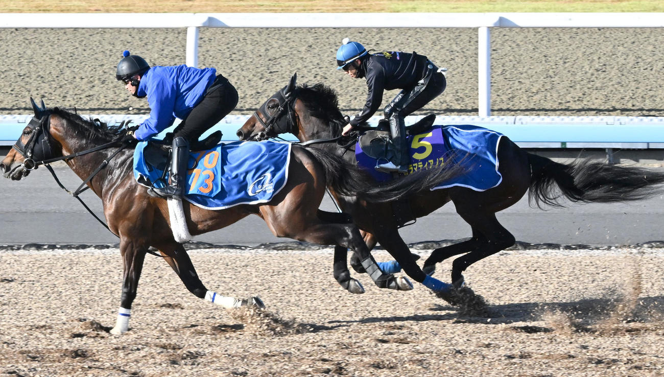 16日、美浦ウッドを2頭併せで追い切るカラマティアノス（右）