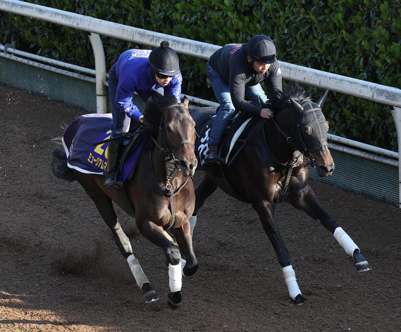 16日、坂路をスピリットライズ（右）と併せ馬でで追い切るミュージアムマイル