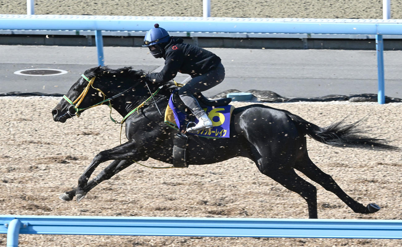 16日、美浦ウッドを追い切るフクノブルーレイク