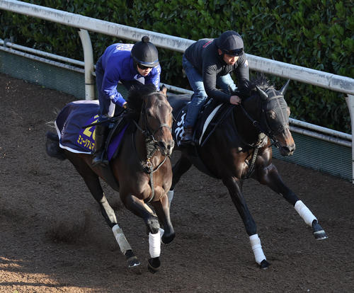 16日、坂路をスピリットライズ（右）と併せ馬でで追い切るミュージアムマイル