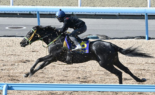 16日、美浦ウッドを追い切るフクノブルーレイク