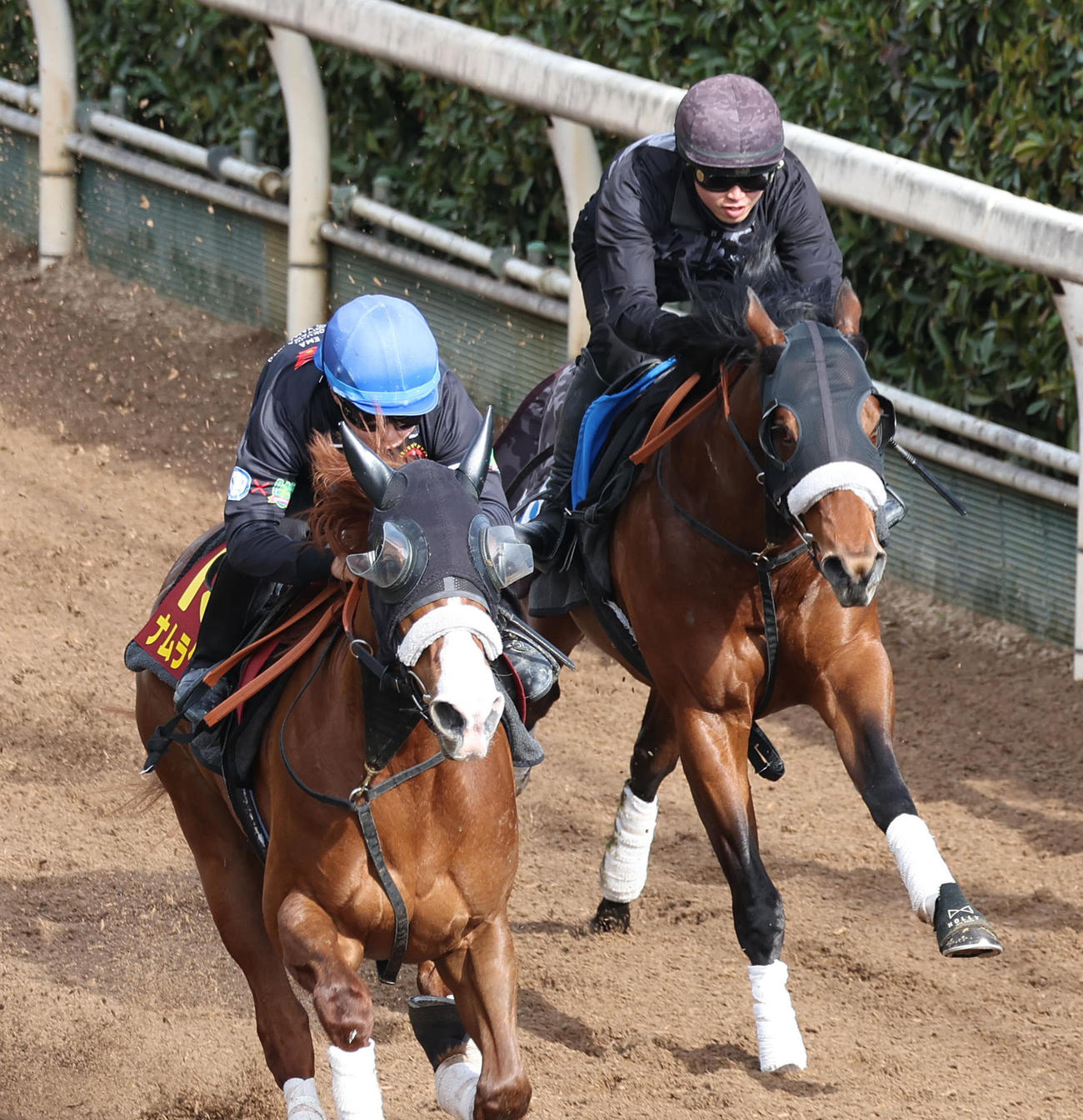 2日、ナムラクララ（左）と併せたナムラアトム