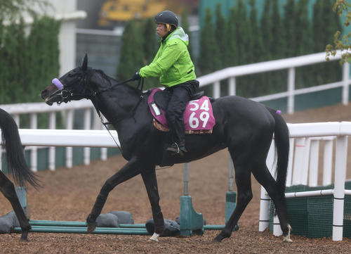 23日、逍遥馬道で運動するホウオウタイタン