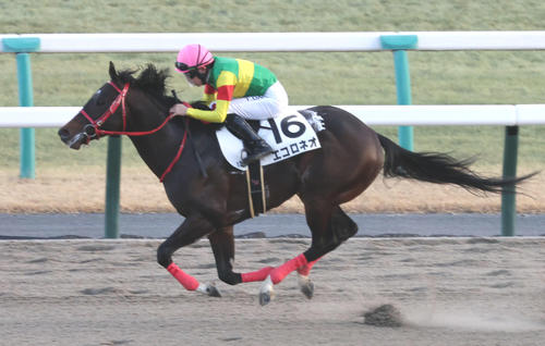 2月10日京都12R4歳以上1勝クラスを快勝したエコロネオ