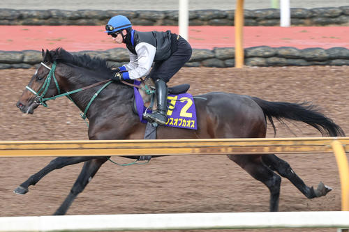 CWコース3頭併せで先着したランスオブカオス
