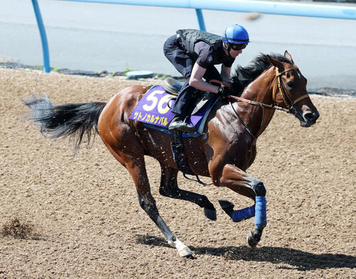 美浦ウッドで追い切るサトノカルナバル