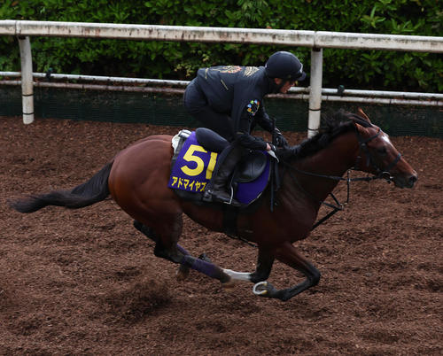 坂路を単走で追い切るアドマイヤズーム