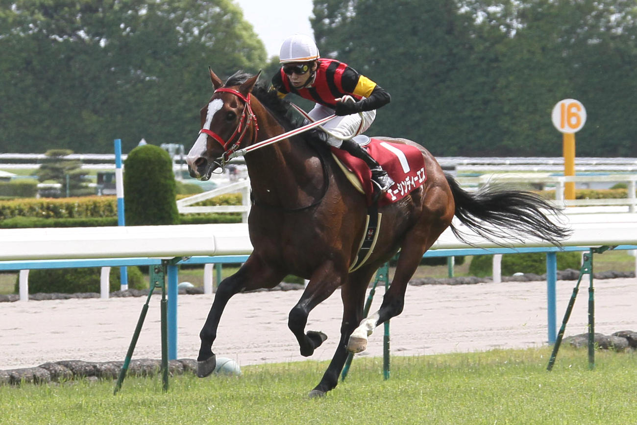10年京都ハイジャンプを制したエーシンディーエス